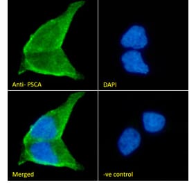 Immunofluorescence - Anti-PSCA Antibody (A326282) - Antibodies.com