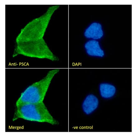 Immunofluorescence - Anti-PSCA Antibody (A326282) - Antibodies.com