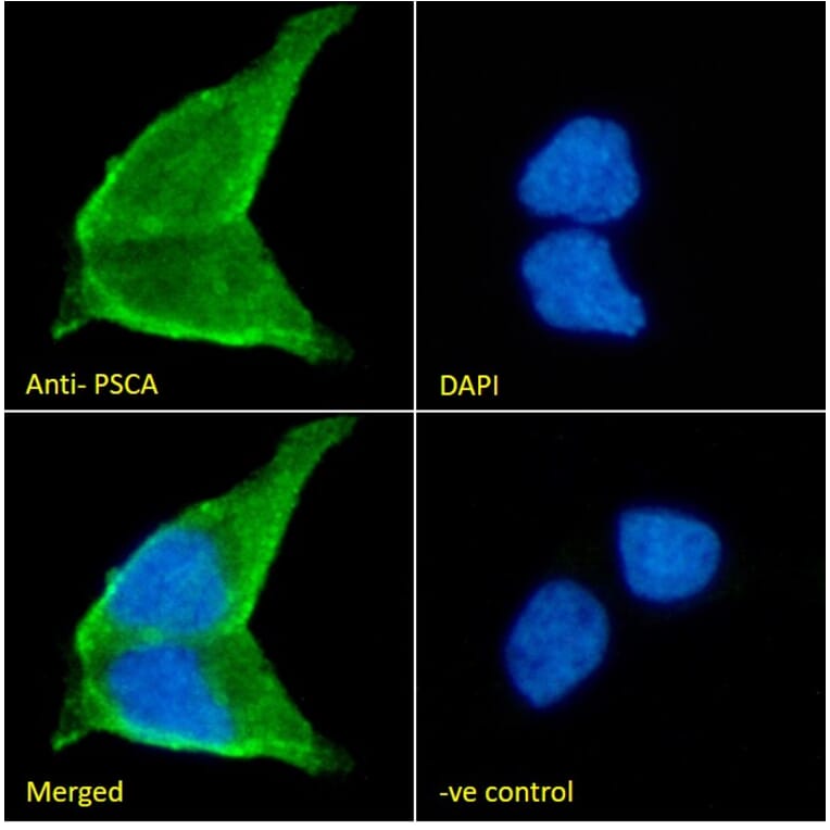 Immunofluorescence - Anti-PSCA Antibody (A326282) - Antibodies.com