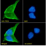 Immunofluorescence - Anti-PSCA Antibody (A326282) - Antibodies.com