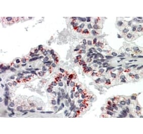 Immunohistochemistry - Anti-PTN Antibody (A326283) - Antibodies.com