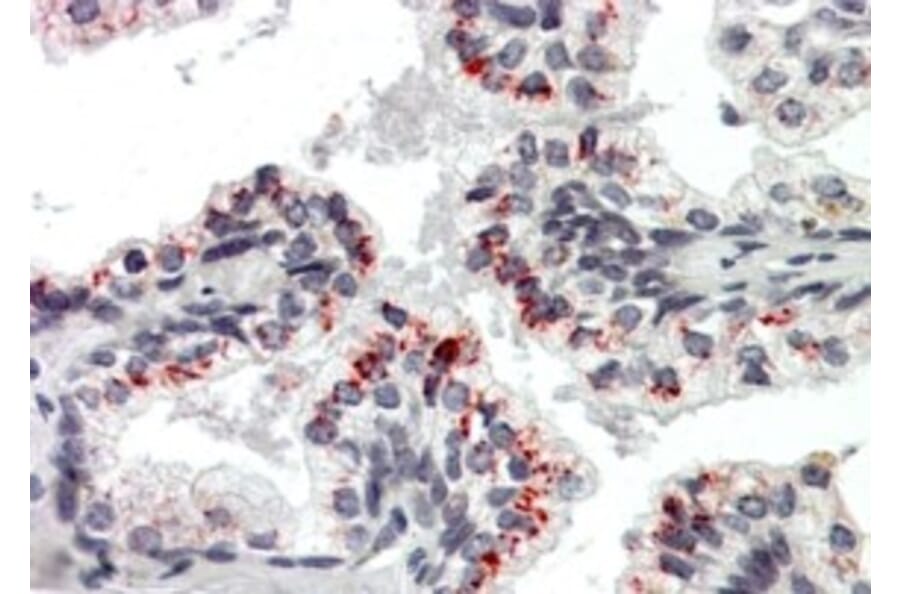 Immunohistochemistry - Anti-PTN Antibody (A326283) - Antibodies.com