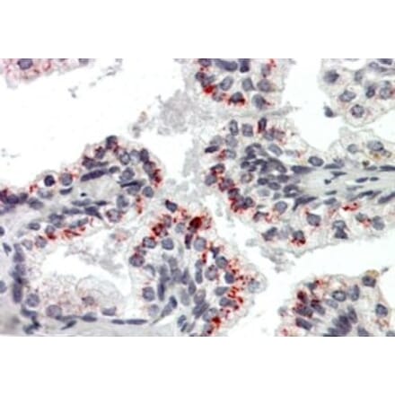 Immunohistochemistry - Anti-PTN Antibody (A326283) - Antibodies.com