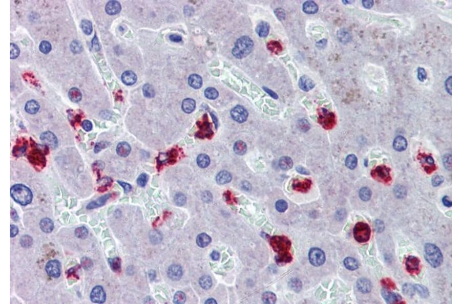 Immunohistochemistry - Anti-RASSF2 Antibody (A326285) - Antibodies.com