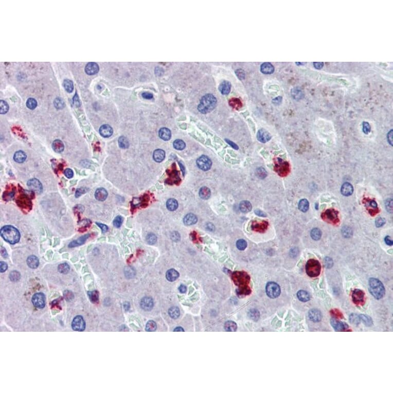 Immunohistochemistry - Anti-RASSF2 Antibody (A326285) - Antibodies.com