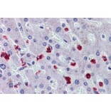 Immunohistochemistry - Anti-RASSF2 Antibody (A326285) - Antibodies.com