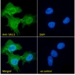 Immunofluorescence - Anti-SALL1 Antibody (A326287) - Antibodies.com