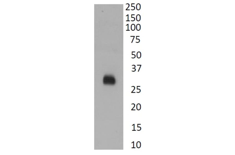 Western Blot - Anti-SARS-CoV-2 Spike Protein RBD Antibody (A326288) - Antibodies.com
