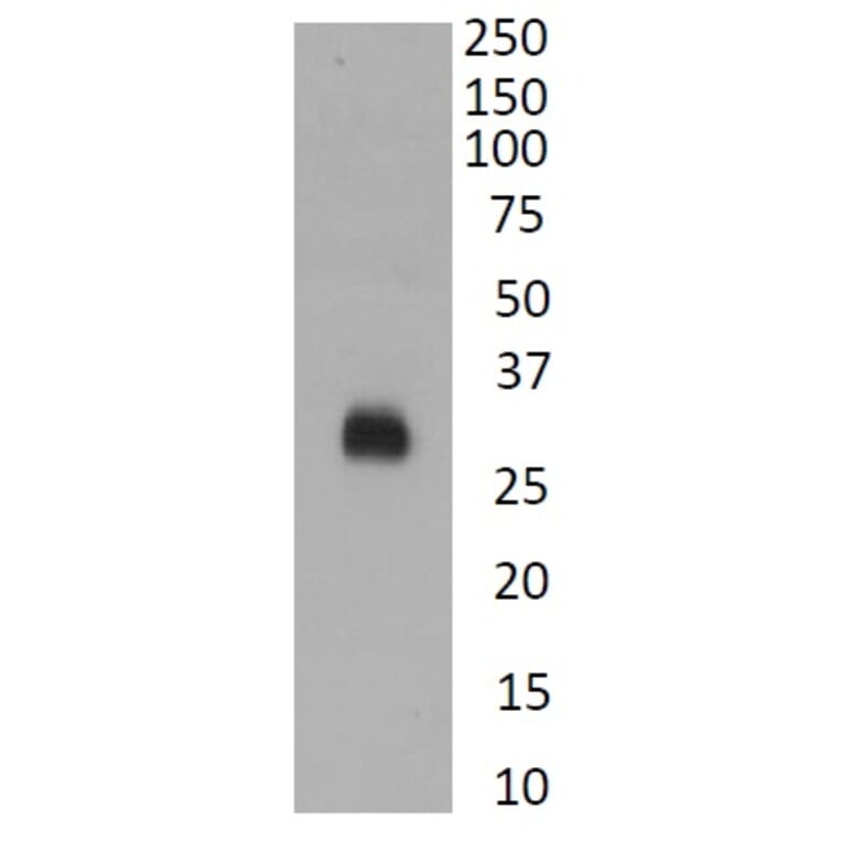 Western Blot - Anti-SARS-CoV-2 Spike Protein RBD Antibody (A326288) - Antibodies.com