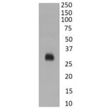 Western Blot - Anti-SARS-CoV-2 Spike Protein RBD Antibody (A326288) - Antibodies.com