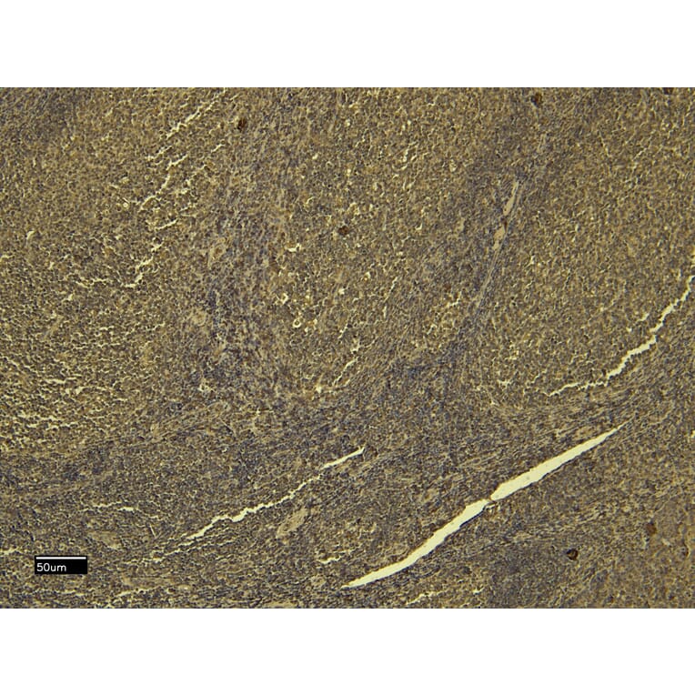 Immunohistochemistry - Anti-SCRIBBLE Antibody (A326291) - Antibodies.com