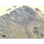 Immunohistochemistry - Anti-SCRIBBLE Antibody (A326291) - Antibodies.com