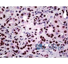 Immunohistochemistry - Anti-SFPQ Antibody (A326292) - Antibodies.com