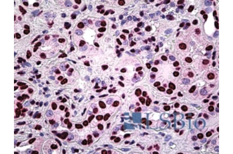Immunohistochemistry - Anti-SFPQ Antibody (A326292) - Antibodies.com