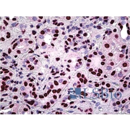 Immunohistochemistry - Anti-SFPQ Antibody (A326292) - Antibodies.com