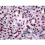 Immunohistochemistry - Anti-SFPQ Antibody (A326292) - Antibodies.com