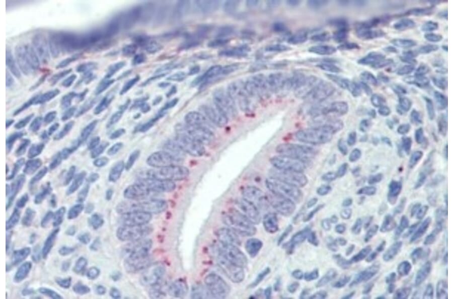 Immunohistochemistry - Anti-SFRP1 Antibody (A326293) - Antibodies.com