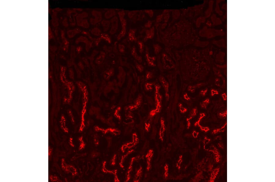 Immunocytochemistry - Anti-SGLT1 Antibody (A326294) - Antibodies.com