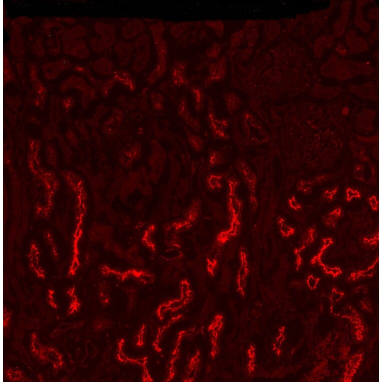 Immunocytochemistry - Anti-SGLT1 Antibody (A326294) - Antibodies.com