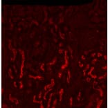 Immunocytochemistry - Anti-SGLT1 Antibody (A326294) - Antibodies.com