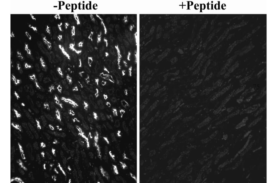 Immunocytochemistry - Anti-SGLT1 Antibody (A326294) - Antibodies.com