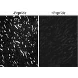 Immunocytochemistry - Anti-SGLT1 Antibody (A326294) - Antibodies.com