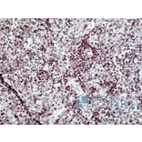 Immunohistochemistry - Anti-SH3KBP1 Antibody (A326295) - Antibodies.com