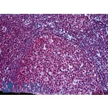 Immunohistochemistry - Anti-SH3KBP1 Antibody (A326295) - Antibodies.com