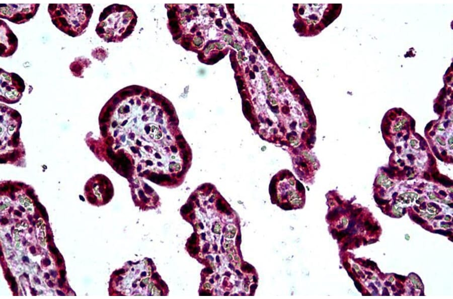 Immunohistochemistry - Anti-SH3KBP1 Antibody (A326295) - Antibodies.com