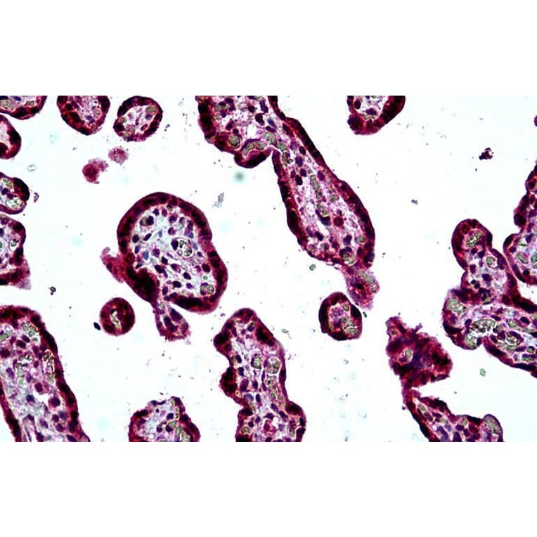 Immunohistochemistry - Anti-SH3KBP1 Antibody (A326295) - Antibodies.com