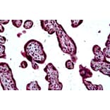 Immunohistochemistry - Anti-SH3KBP1 Antibody (A326295) - Antibodies.com