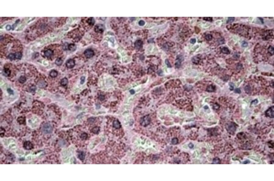 Immunohistochemistry - Anti-SH3PXD2A Antibody (A326296) - Antibodies.com