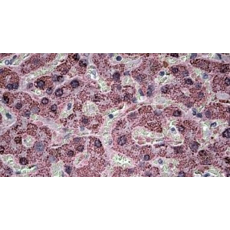 Immunohistochemistry - Anti-SH3PXD2A Antibody (A326296) - Antibodies.com