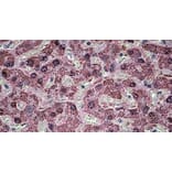 Immunohistochemistry - Anti-SH3PXD2A Antibody (A326296) - Antibodies.com