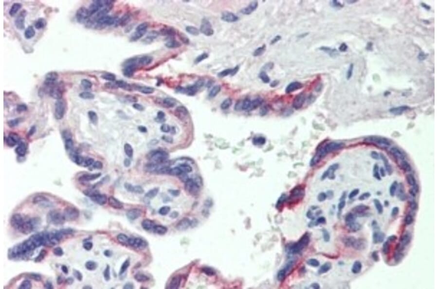 Immunohistochemistry - Anti-SHBG Antibody (A326297) - Antibodies.com