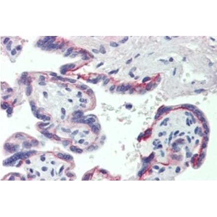 Immunohistochemistry - Anti-SHBG Antibody (A326297) - Antibodies.com