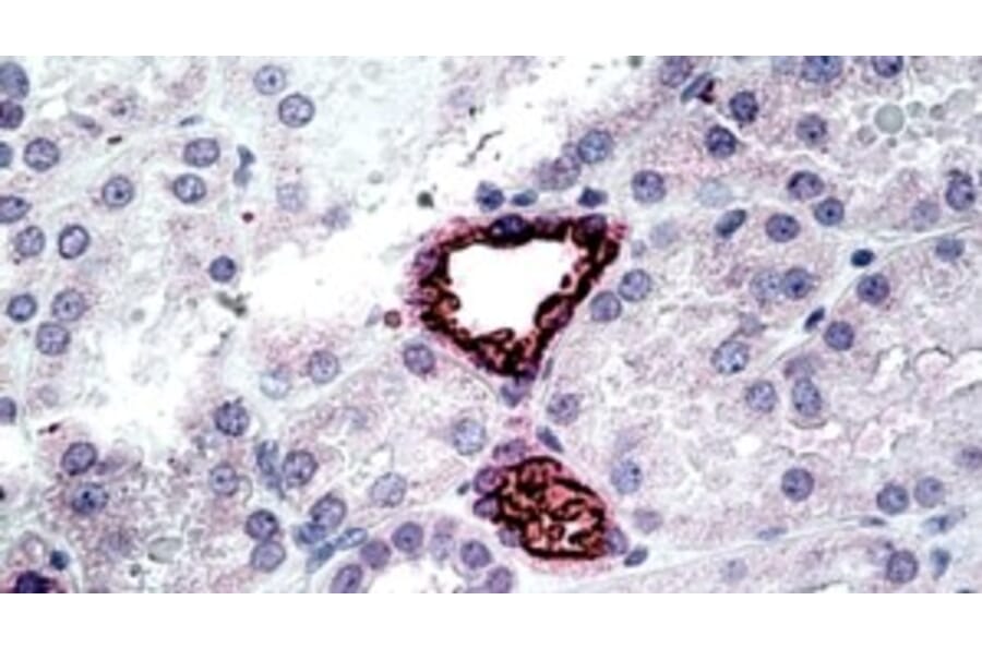 Immunohistochemistry - Anti-SLC12A1/NKCC2 Antibody (A326298) - Antibodies.com