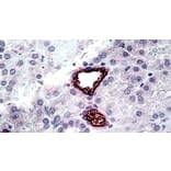 Immunohistochemistry - Anti-SLC12A1/NKCC2 Antibody (A326298) - Antibodies.com