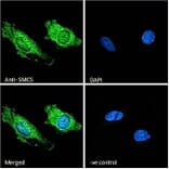 Immunofluorescence - Anti-SMC5 Antibody (A326299) - Antibodies.com