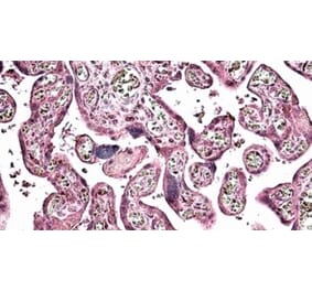 Immunohistochemistry - Anti-SNX4 Antibody (A326300) - Antibodies.com