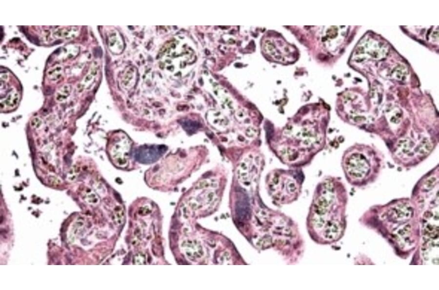 Immunohistochemistry - Anti-SNX4 Antibody (A326300) - Antibodies.com