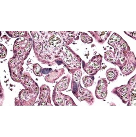 Immunohistochemistry - Anti-SNX4 Antibody (A326300) - Antibodies.com