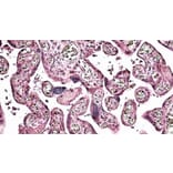 Immunohistochemistry - Anti-SNX4 Antibody (A326300) - Antibodies.com