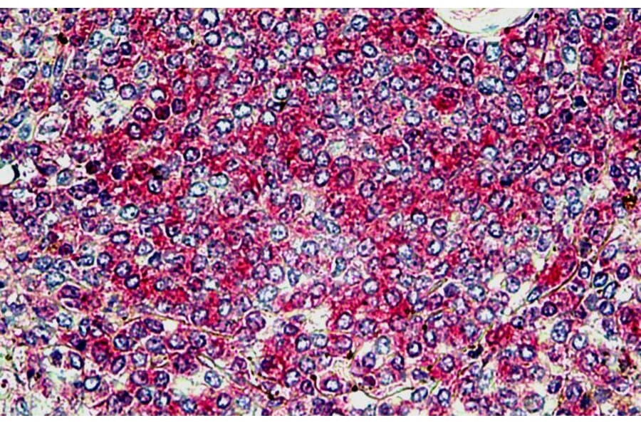 Immunohistochemistry - Anti-SNX4 Antibody (A326300) - Antibodies.com