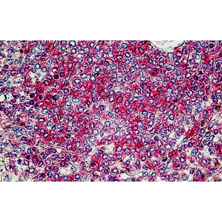 Immunohistochemistry - Anti-SNX4 Antibody (A326300) - Antibodies.com