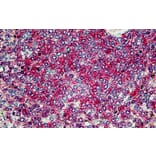Immunohistochemistry - Anti-SNX4 Antibody (A326300) - Antibodies.com