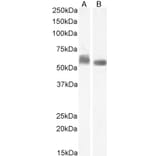 Western Blot - Anti-STAM1 Antibody (A326303) - Antibodies.com