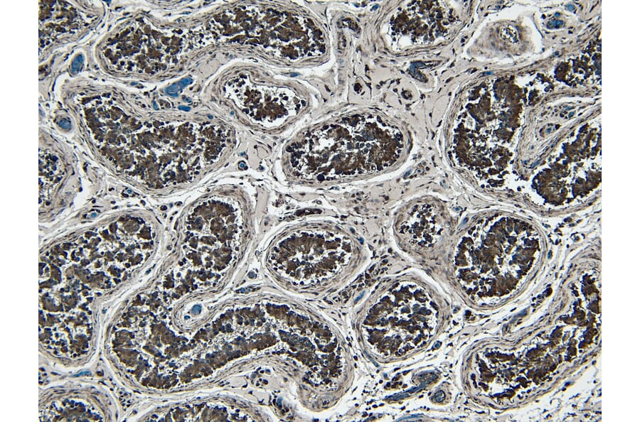 Immunohistochemistry - Anti-STAM1 Antibody (A326303) - Antibodies.com