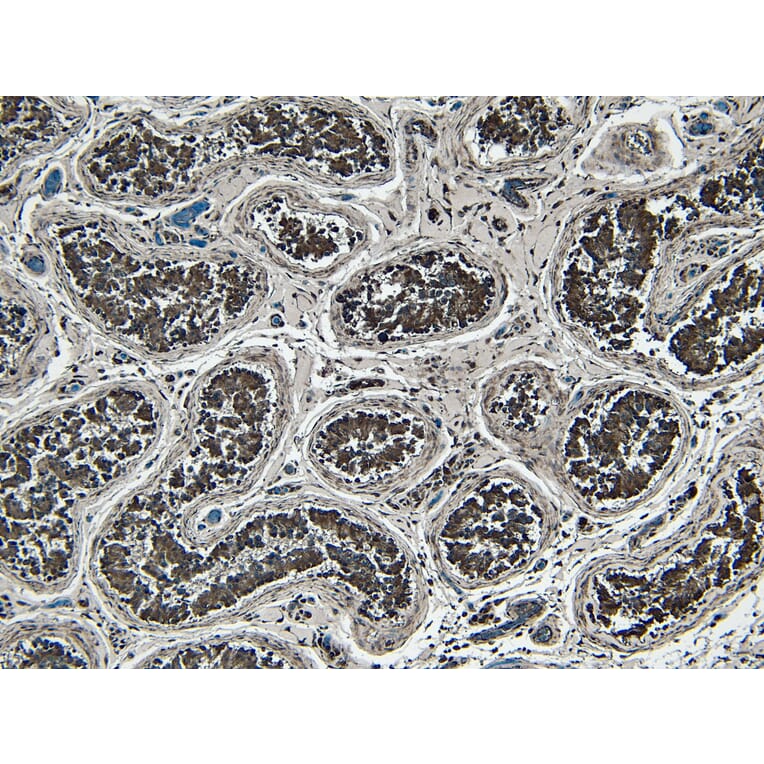 Immunohistochemistry - Anti-STAM1 Antibody (A326303) - Antibodies.com
