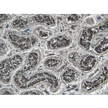 Immunohistochemistry - Anti-STAM1 Antibody (A326303) - Antibodies.com